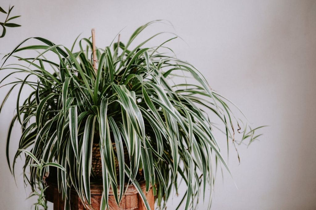 pexels-matreding-11363314.jpg